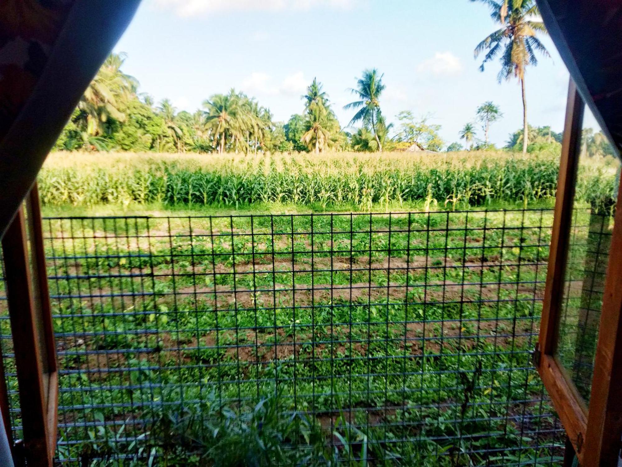Wooden Kemiren Homestay Banyuwangi Banyuwangi  Buitenkant foto