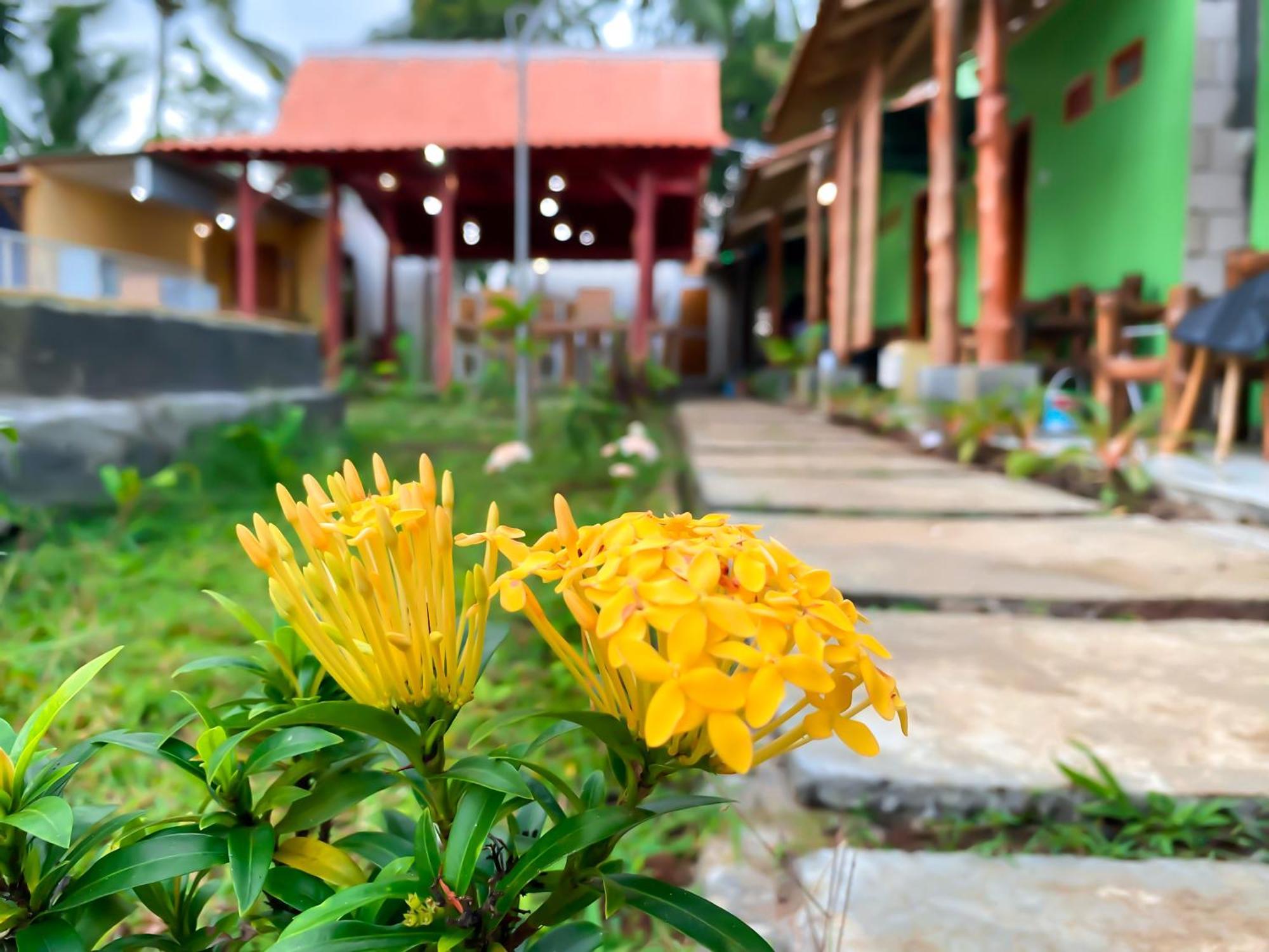 Wooden Kemiren Homestay Banyuwangi Banyuwangi  Buitenkant foto