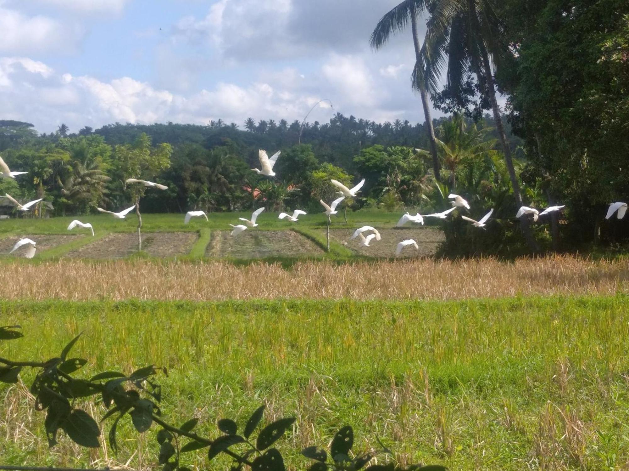 Wooden Kemiren Homestay Banyuwangi Banyuwangi  Buitenkant foto